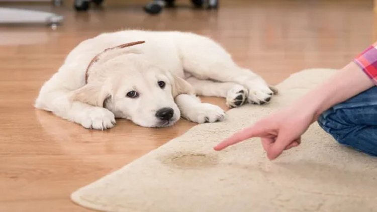 What Should I Expect From A Pet Odor Removal Service?