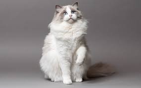 The Ragdoll Cat Breed: A Gentle Giant with a Loving Heart