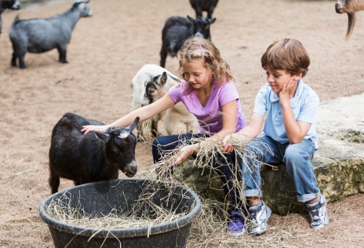 TRAVELING ANIMAL SHOWS AND PETTING ZOO