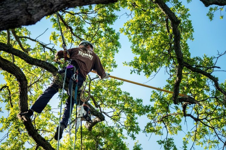 Emergency Tree Removal Service: Protect Your Property from Hazardous Trees